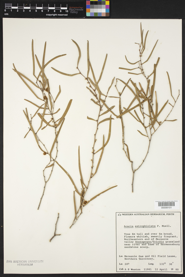 Acacia estrophiolata image