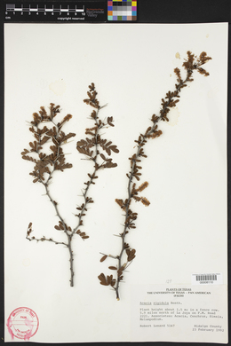 Acacia rigidula image