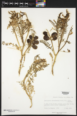Astragalus crassicarpus var. cavus image