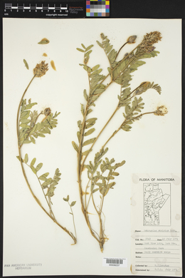 Astragalus laxmannii var. robustior image