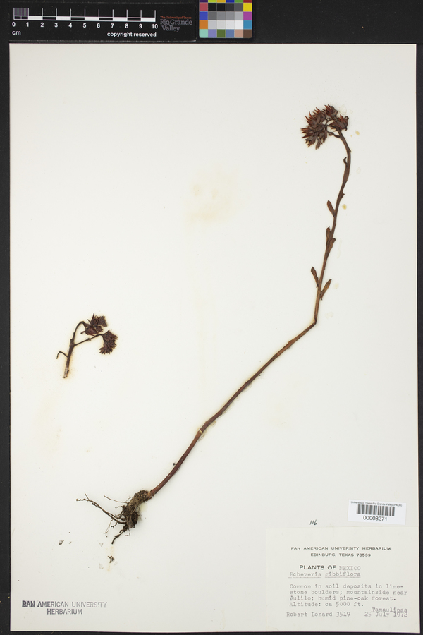 Echeveria gibbiflora image