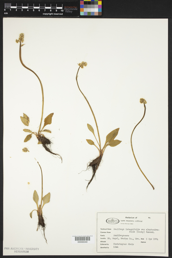 Saxifraga integrifolia var. claytoniifolia image