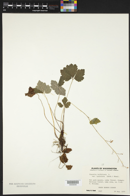 Tiarella trifoliata var. laciniata image