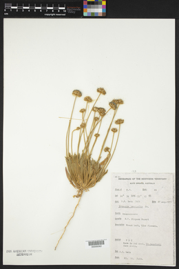 Brunonia australis image