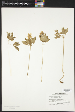 Anemone quinquefolia var. interior image