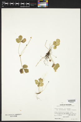 Coptis trifolia var. groenlandica image