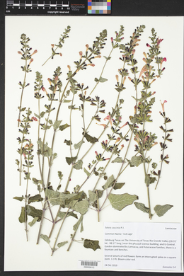 Salvia coccinea image