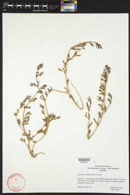Image of Sesuvium trianthemoides