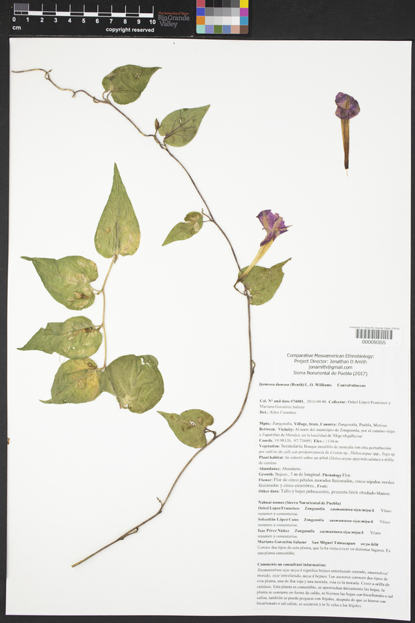 Ipomoea dumosa image