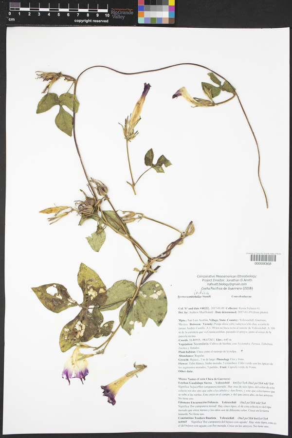 Ipomoea indica image