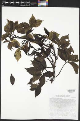 Merremia platyphylla image