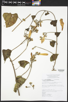 Ipomoea suaveolens image