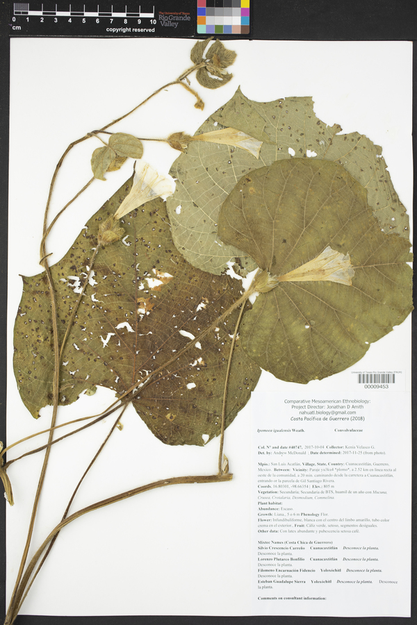 Ipomoea igualensis image