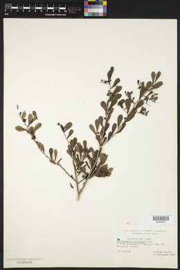 Phaulothamnus spinescens image