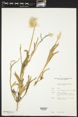 Ptilotus macrocephalus image