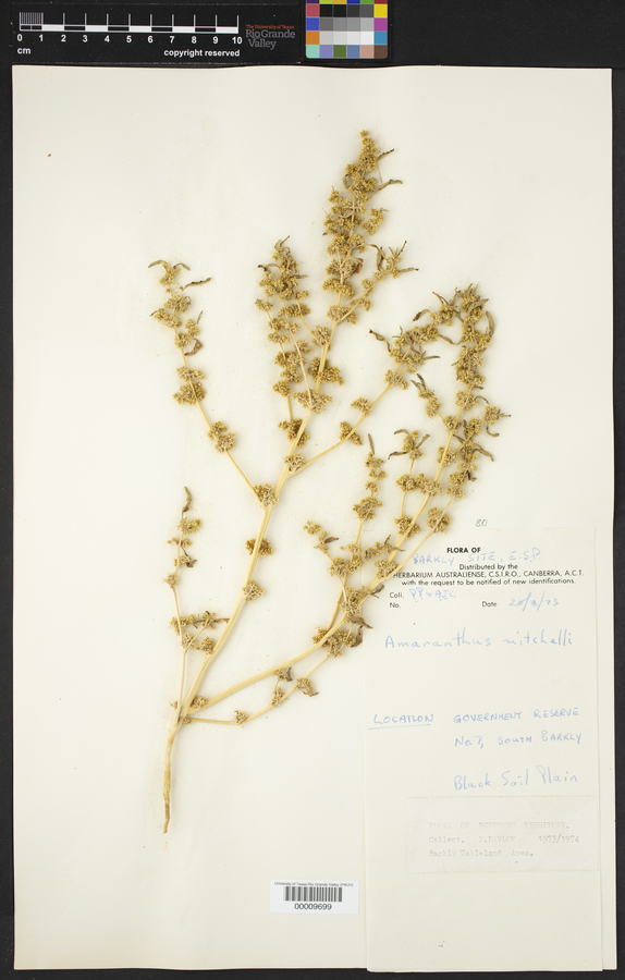 Amaranthus mitchellii image
