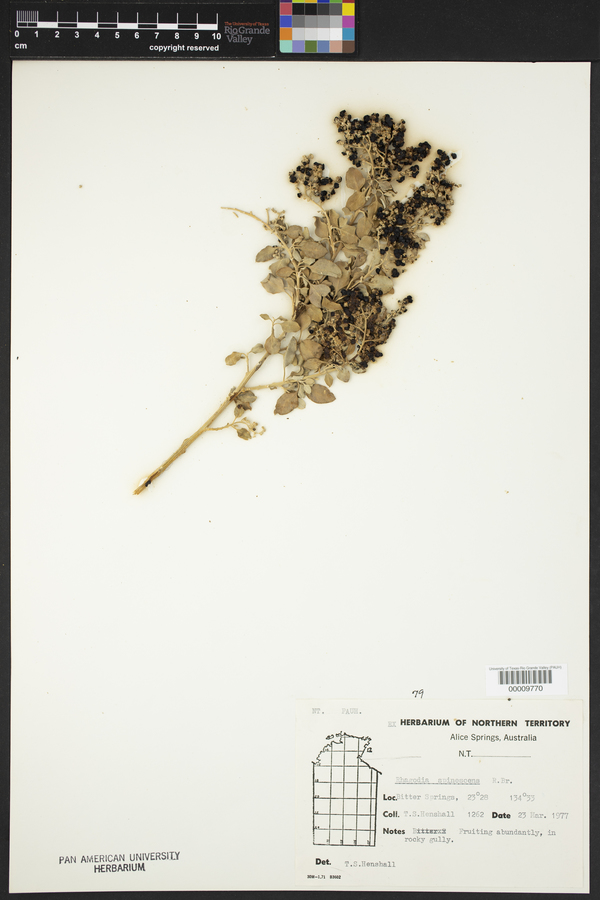 Rhagodia spinescens image