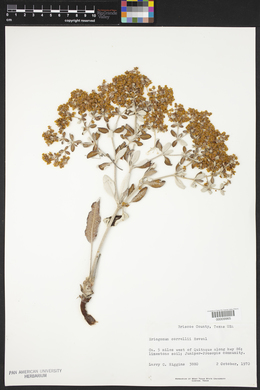 Eriogonum correllii image
