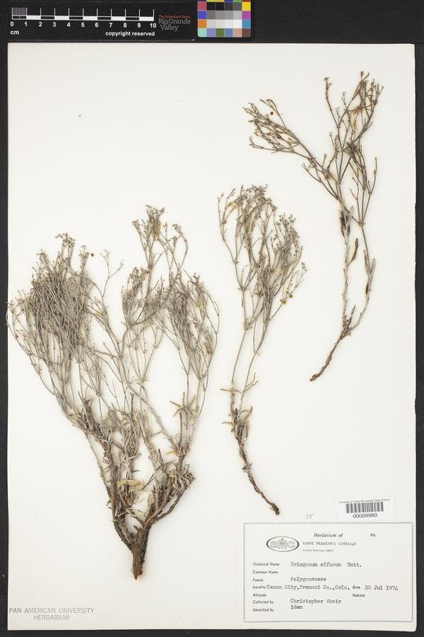 Eriogonum effusum image