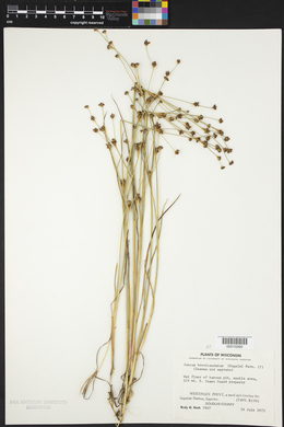 Juncus brevicaudatus image