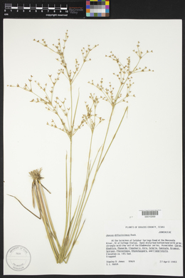 Juncus diffusissimus image