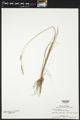 Juncus effusus var. solutus image