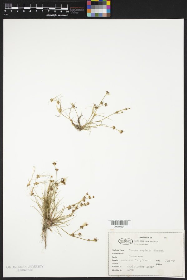 Juncus supinus image