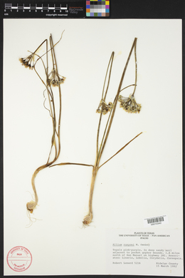Allium runyonii image