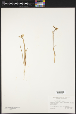 Nemastylis tenuis subsp. pringlei image