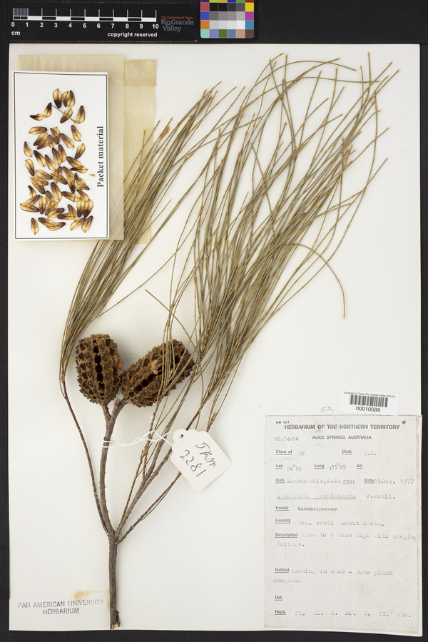 Allocasuarina decaisneana image