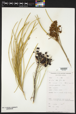 Grevillea juncifolia image