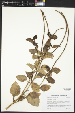 Stachytarpheta urticifolia image