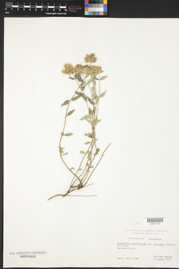Monardella odoratissima var. discolor image