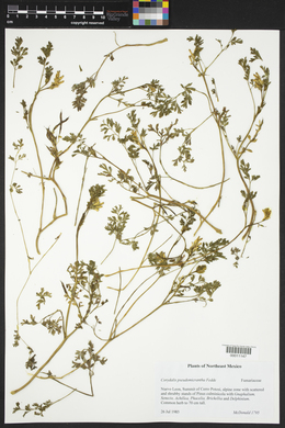 Corydalis pseudomicrantha image