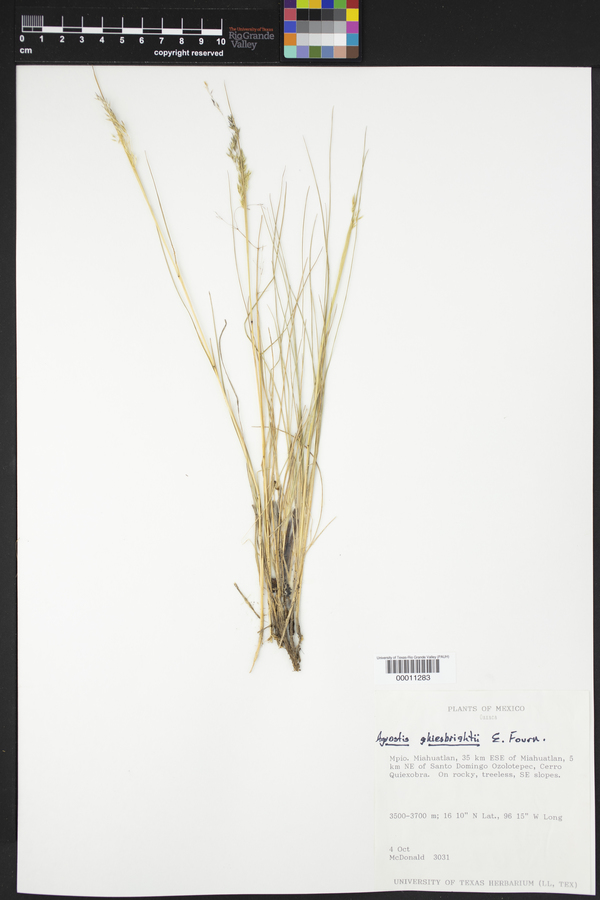 Agrostis ghiesbreghtii image