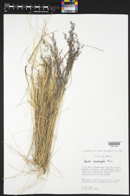 Agrostis ghiesbreghtii image