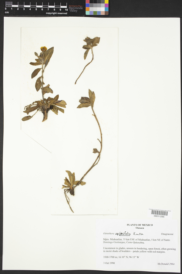 Oenothera epilobiifolia image