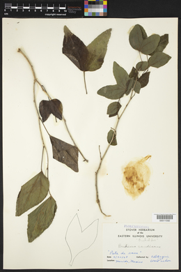 Bauhinia forficata subsp. pruinosa image
