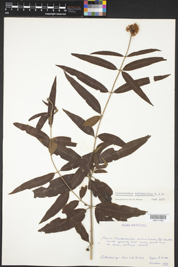 Cephalanthus salicifolius image