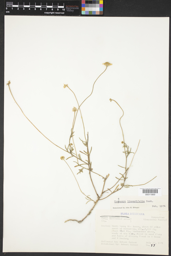 Tetraneuris linearifolia var. linearifolia image