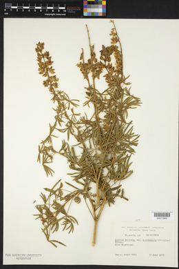 Lupinus sericeus var. asotinensis image