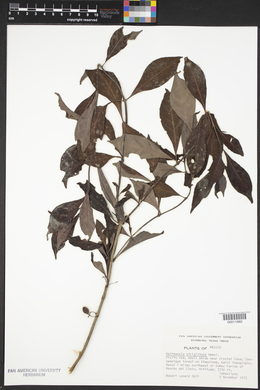 Image of Hoffmannia strigillosa