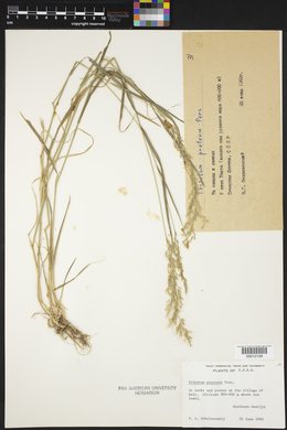 Trisetum flavescens image