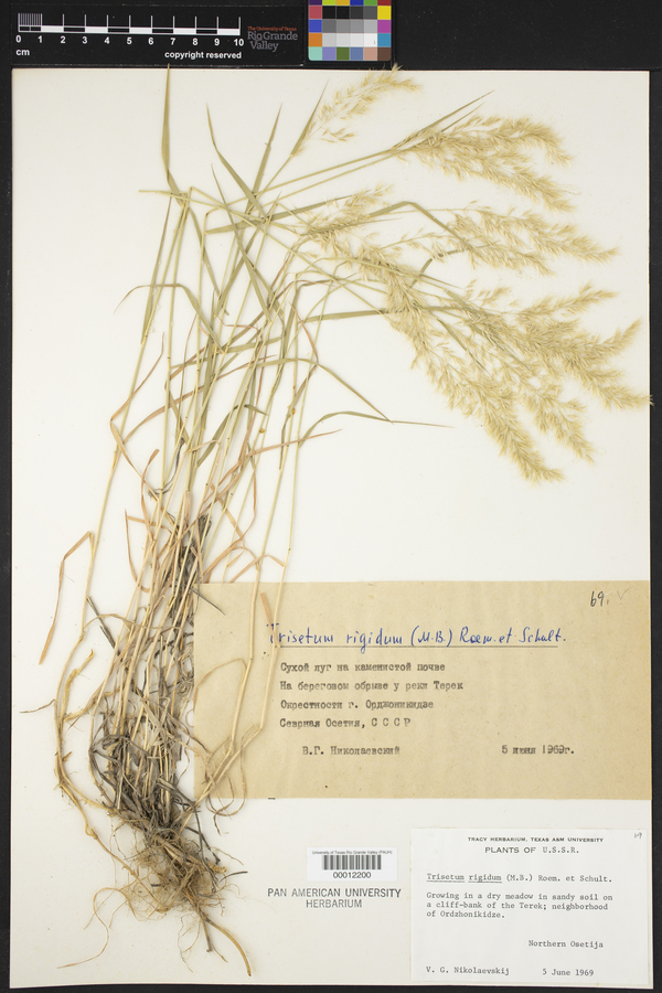 Trisetum rigidum image