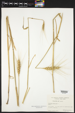 Triticum aestivum image