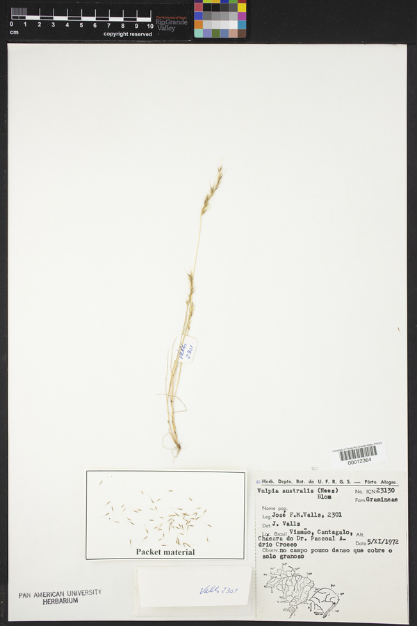 Vulpia australis image