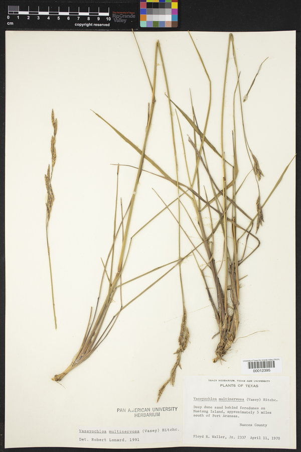 Vaseyochloa multinervosa image