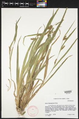 Carex flaccosperma image