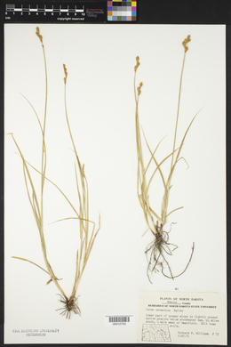 Carex xerantica image