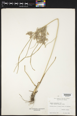 Cyperus ochraceus image